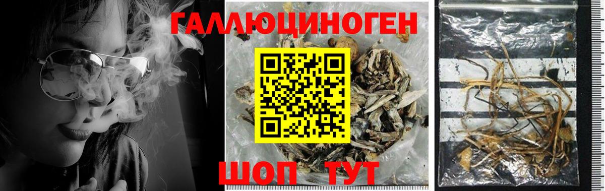 Дальнегорск  Галлюциногенные грибы Cubensis  Вход с VPN 